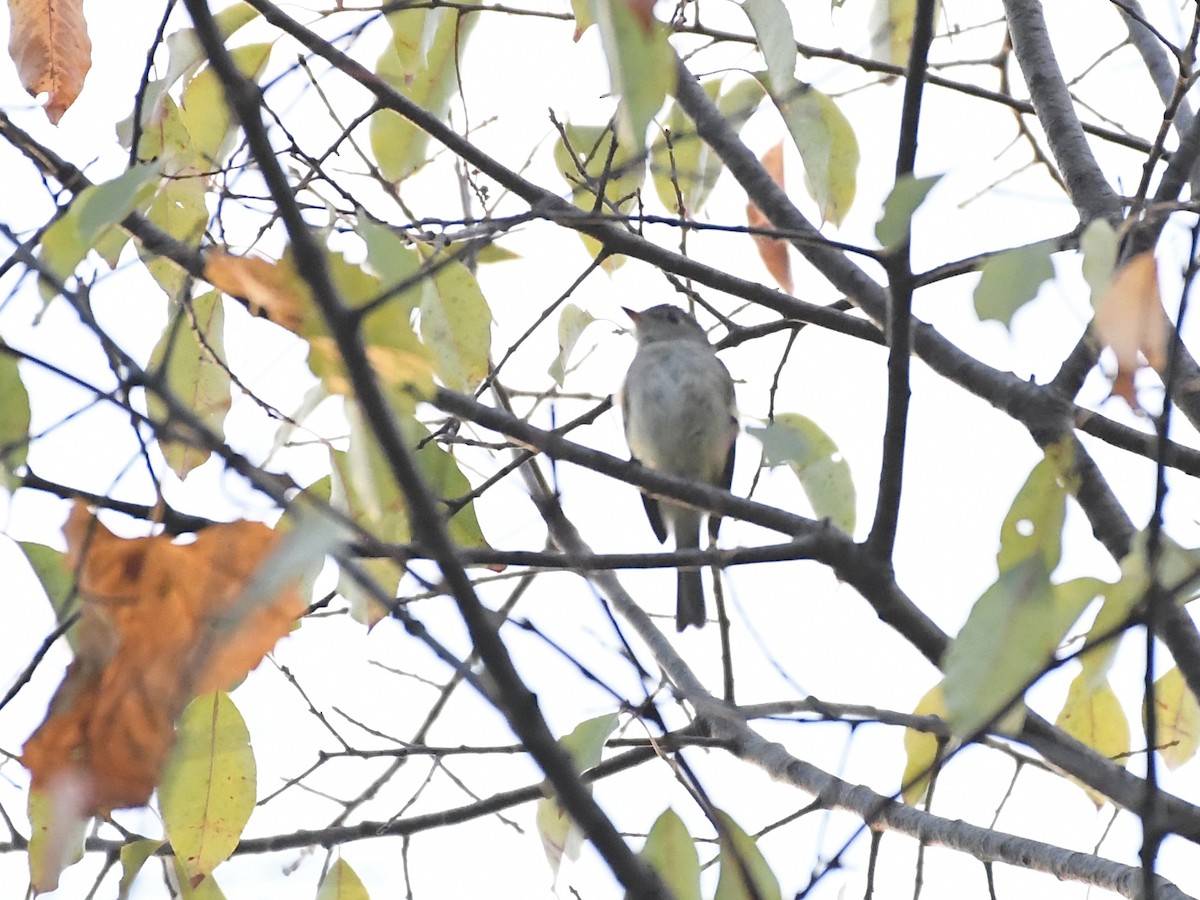 Eastern Wood-Pewee - ML623992083