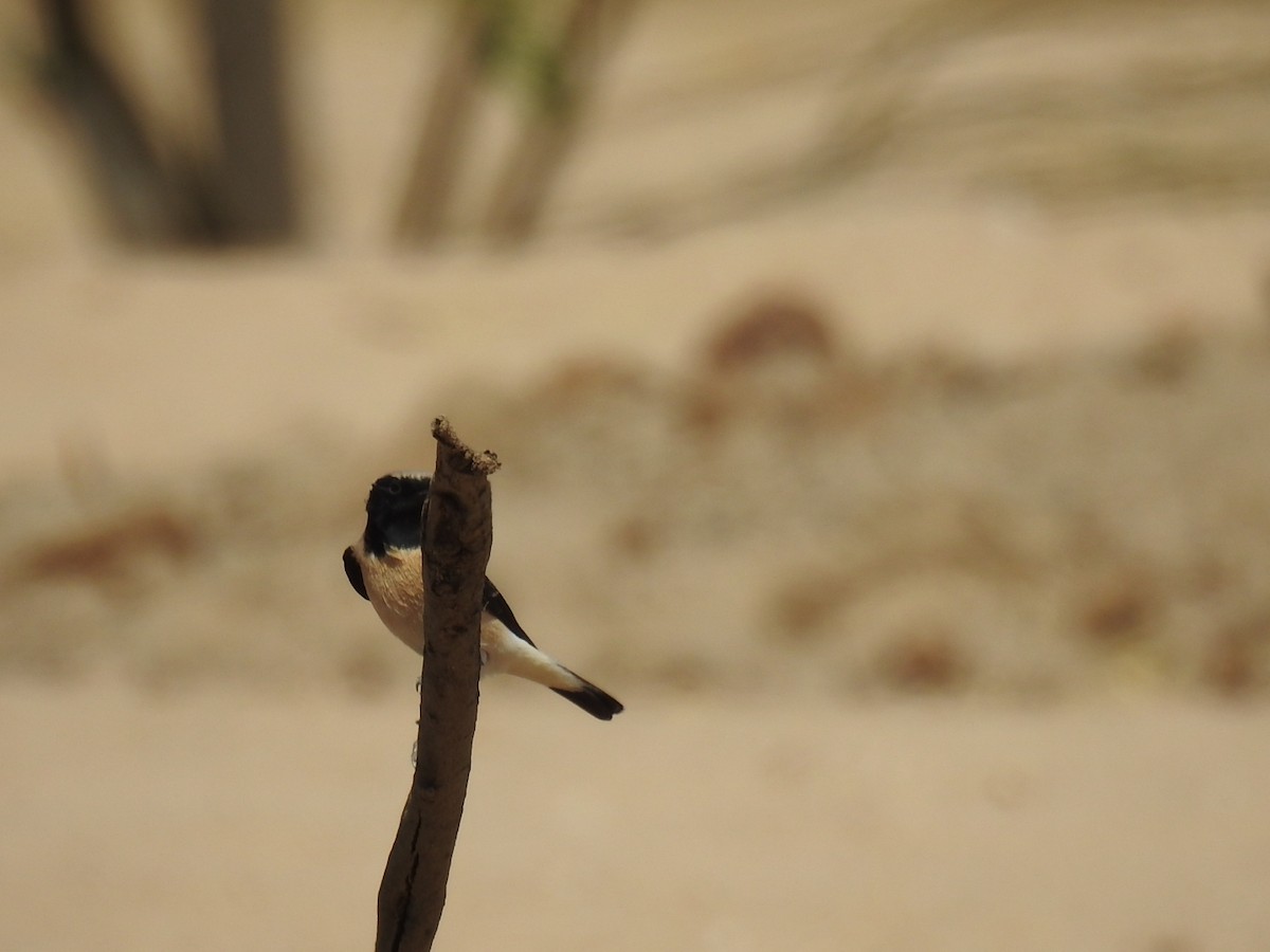 Desert Wheatear - ML623992098