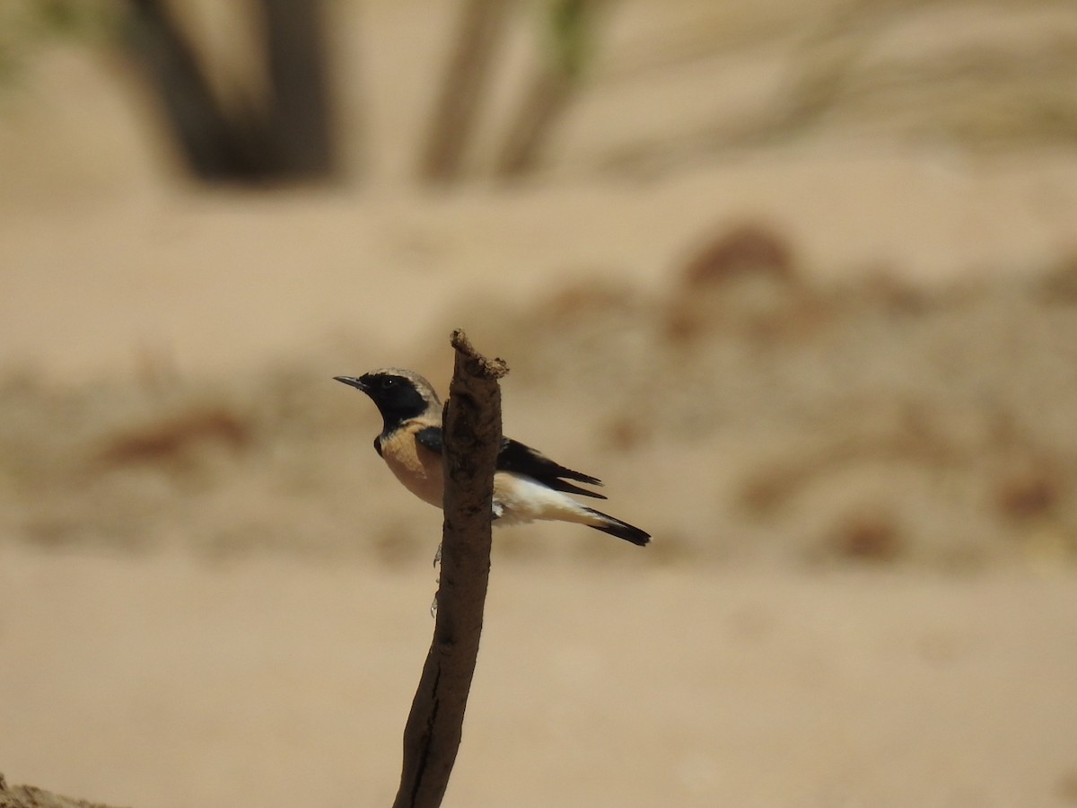 Desert Wheatear - ML623992099