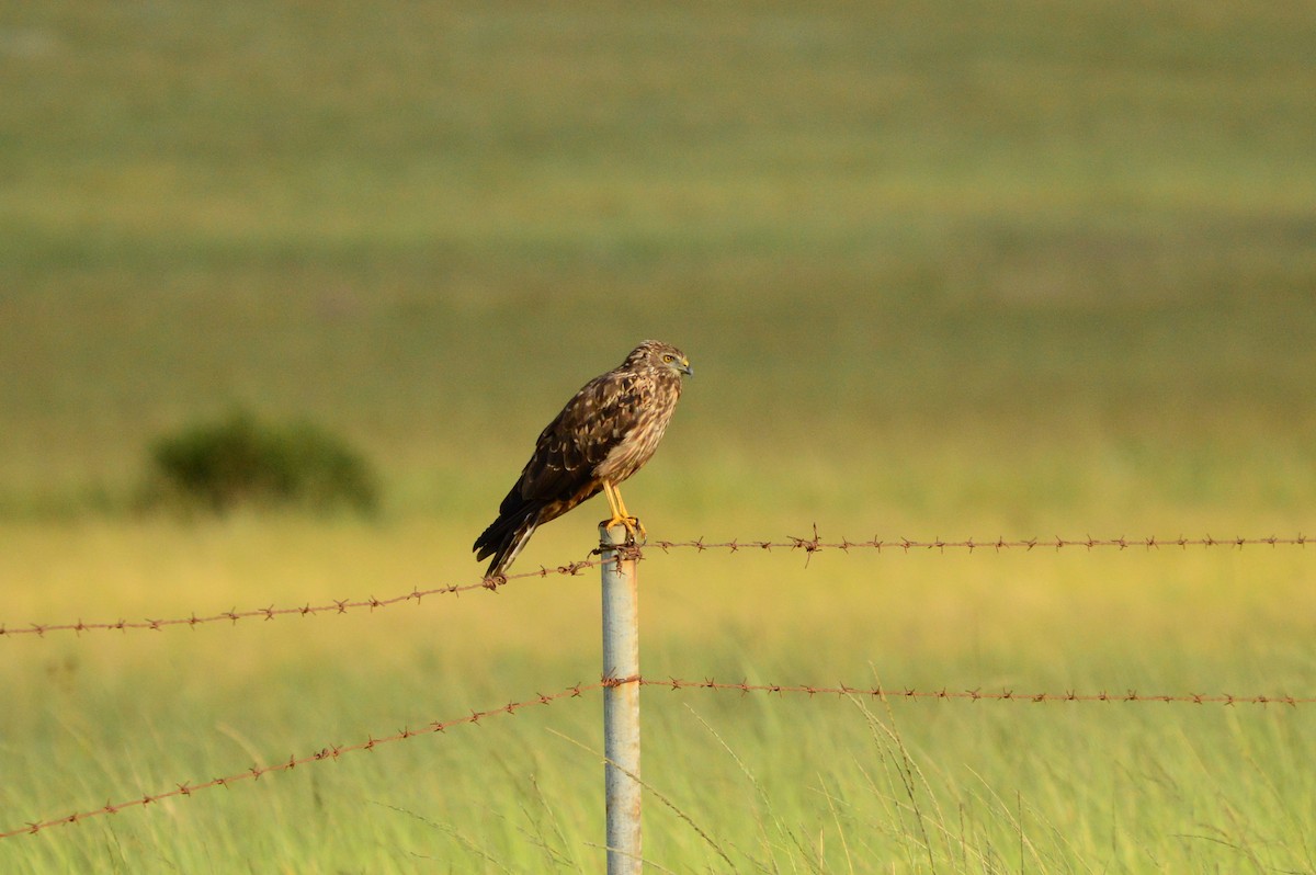 African Marsh Harrier - ML623992109