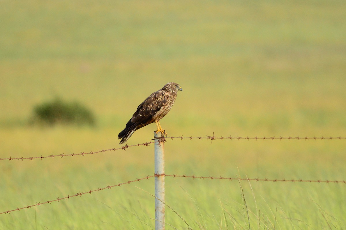 African Marsh Harrier - ML623992110