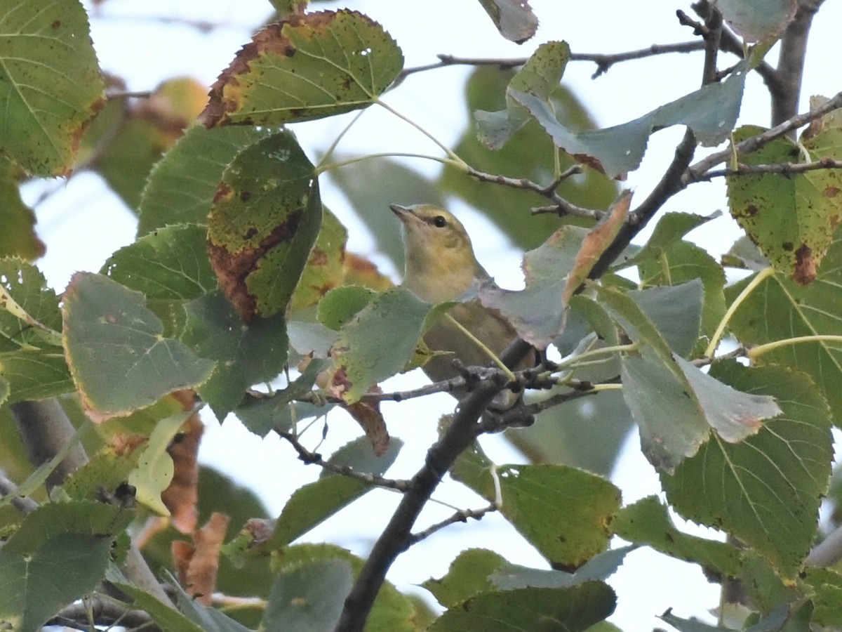 Bay-breasted Warbler - ML623992116