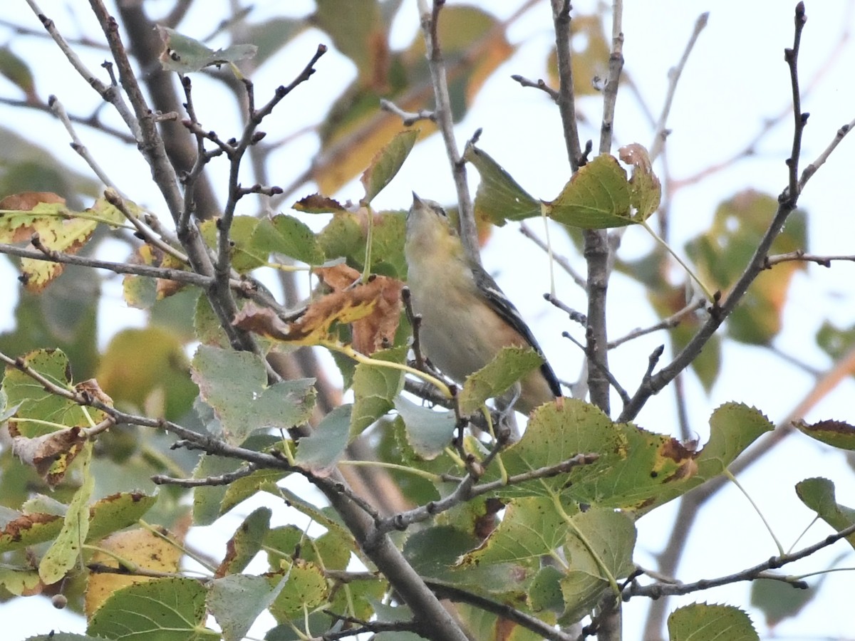 Bay-breasted Warbler - ML623992117