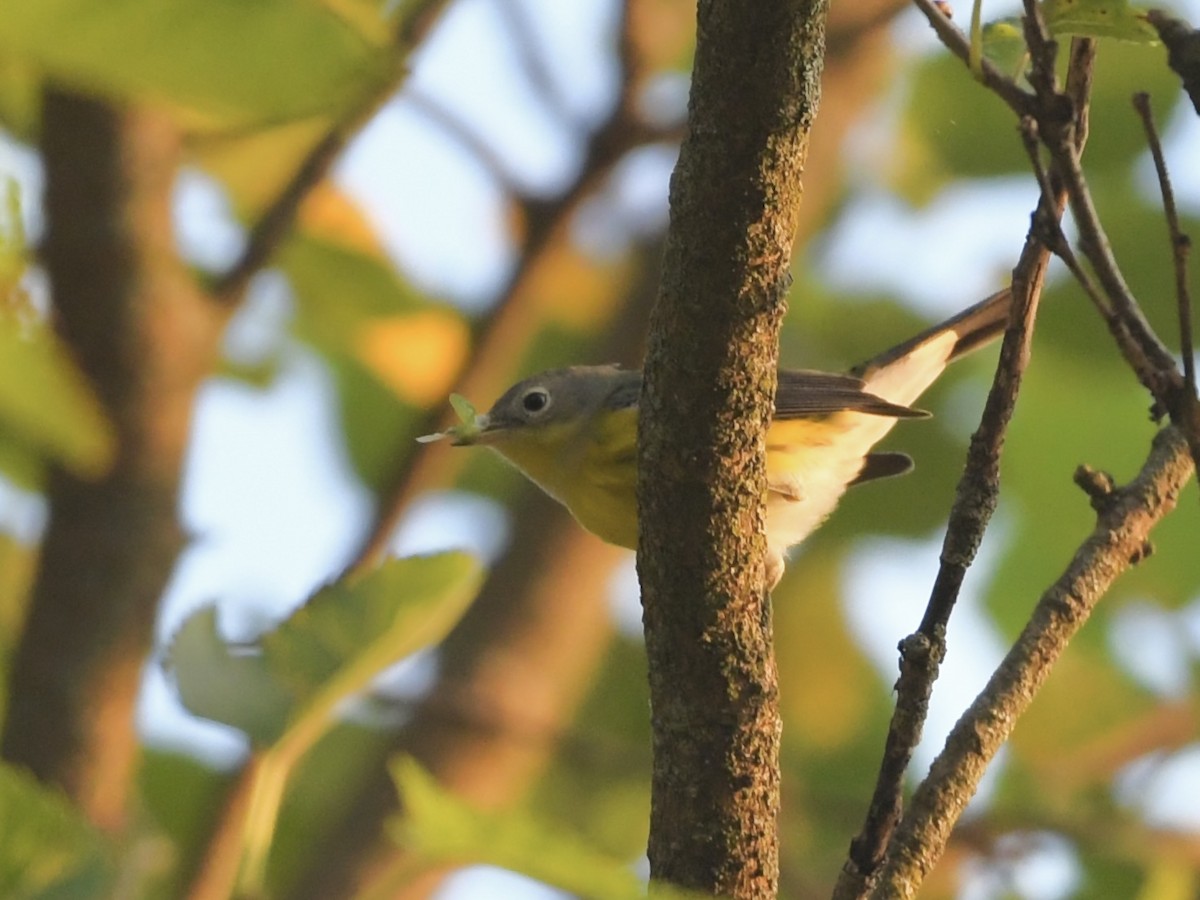 Magnolia Warbler - ML623992133