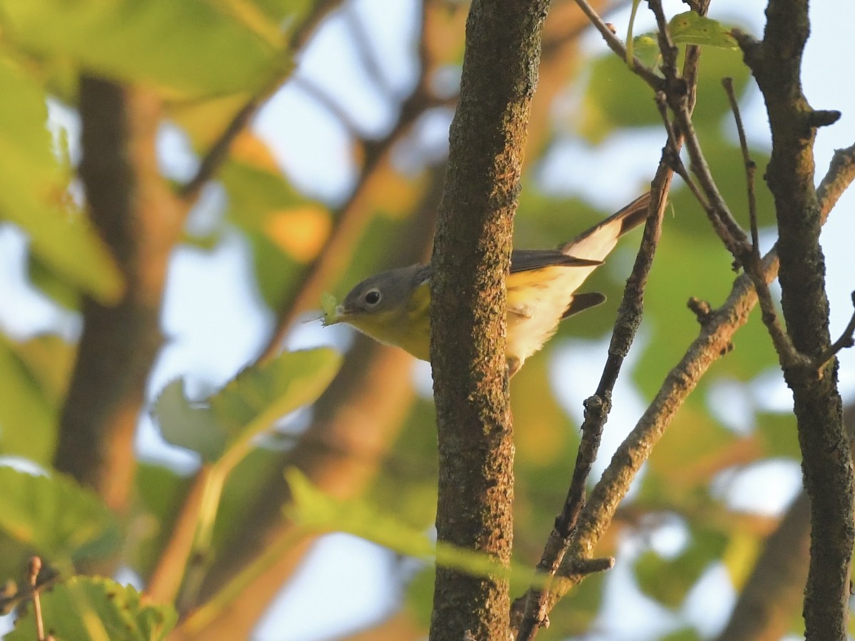 Magnolia Warbler - ML623992134