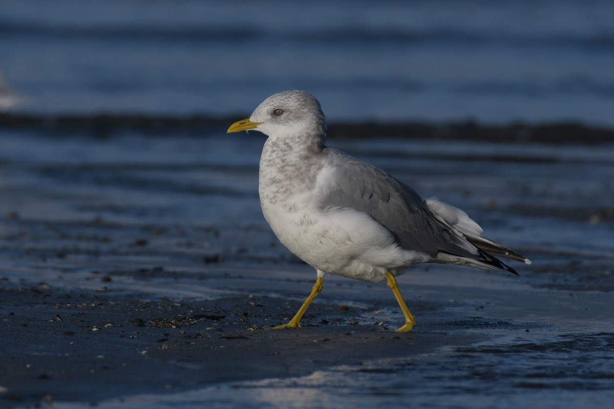 Short-billed Gull - ML623992166