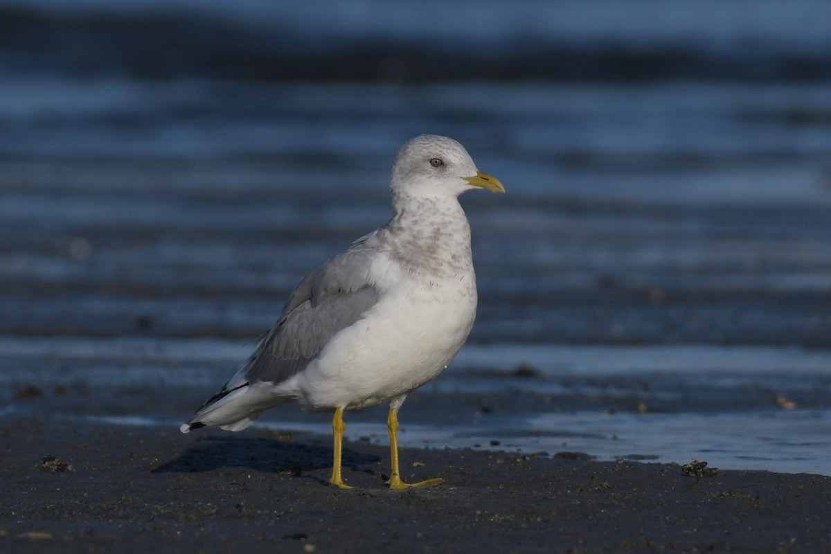 Short-billed Gull - ML623992167