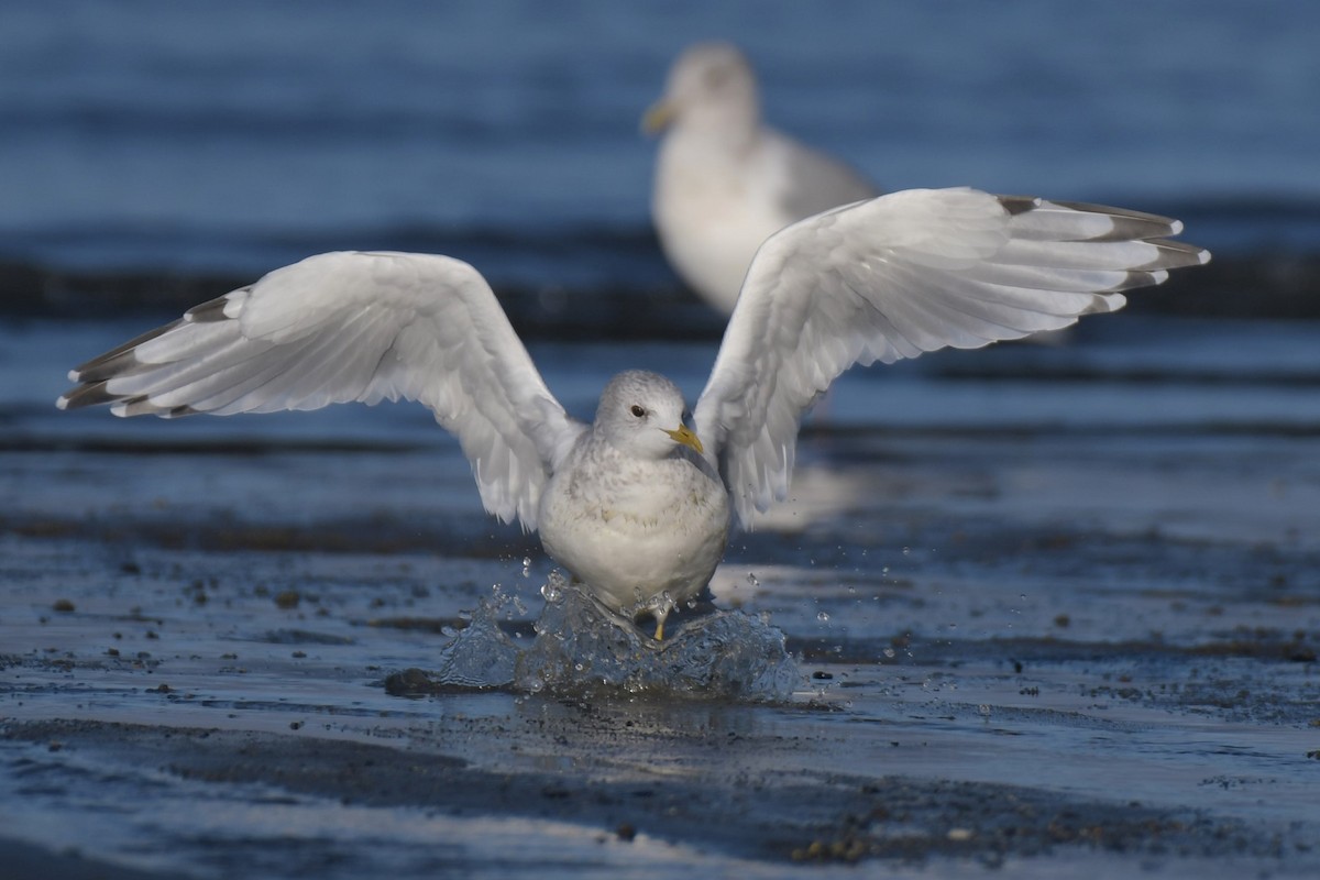 Short-billed Gull - ML623992168