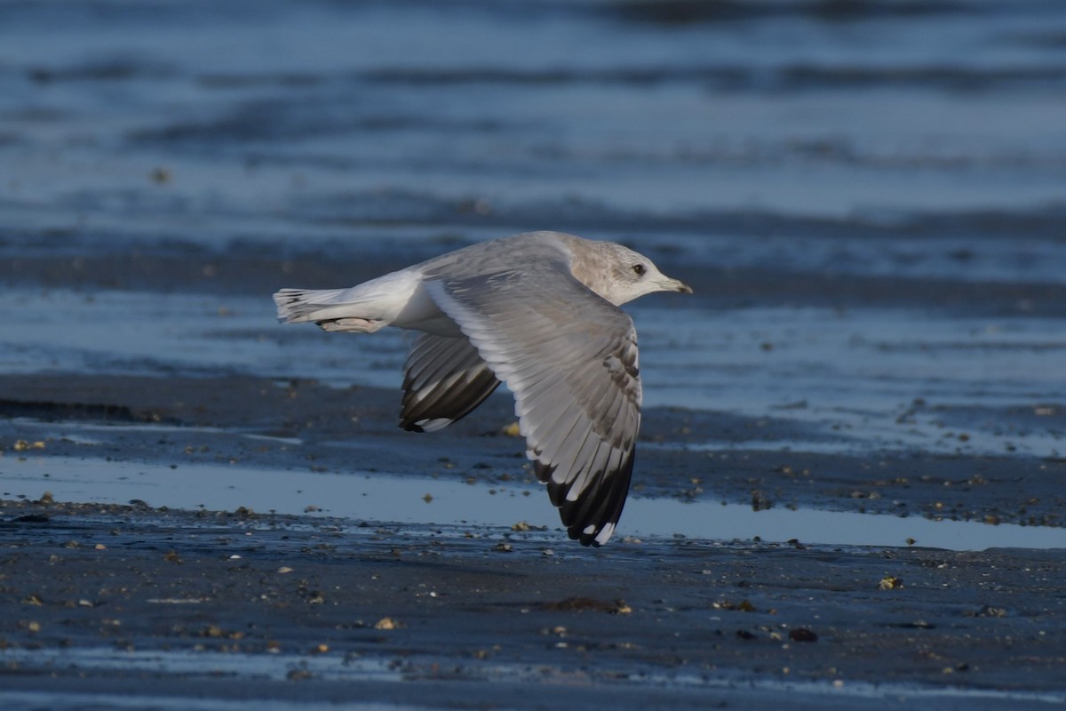 Short-billed Gull - ML623992169