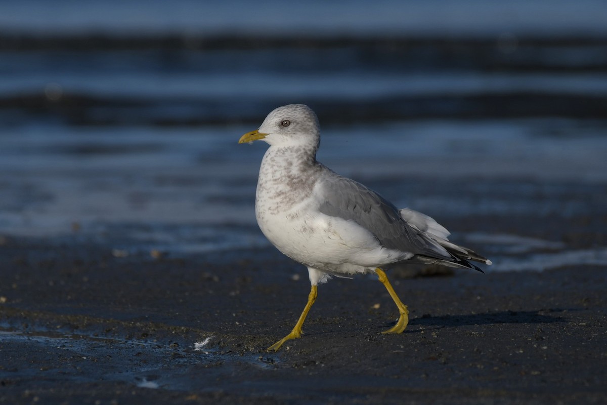 Short-billed Gull - ML623992170