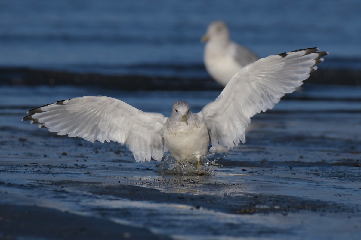 Short-billed Gull - ML623992172