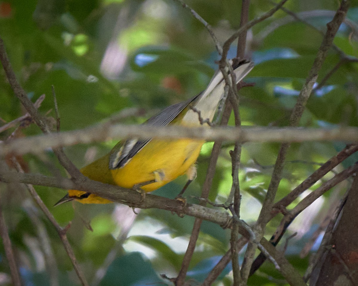 Blue-winged Warbler - Stephen Mann