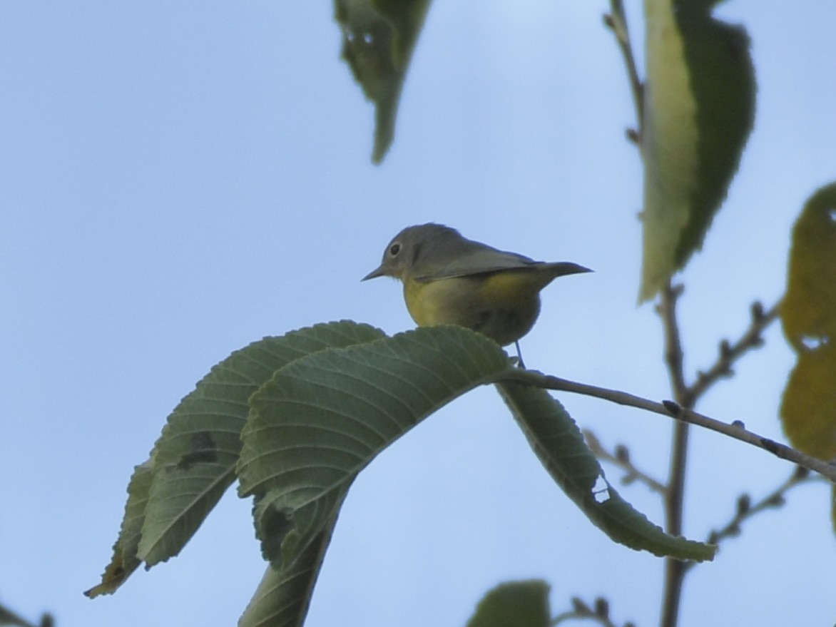 Nashville Warbler - ML623992180