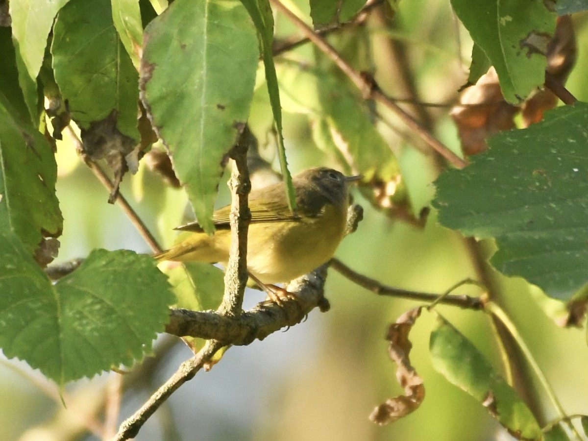 Nashville Warbler - Kent Kleman