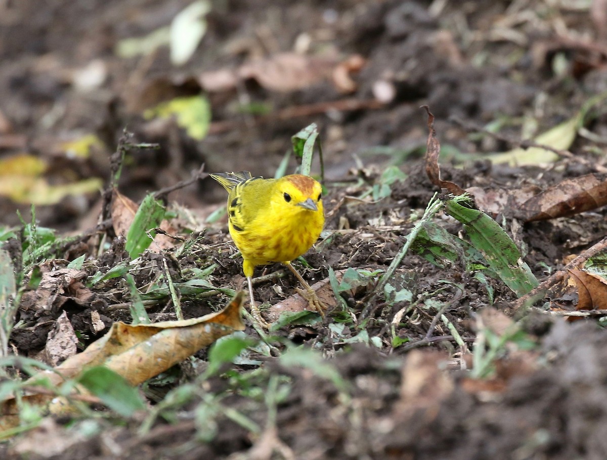 Yellow Warbler (Galapagos) - ML623992191