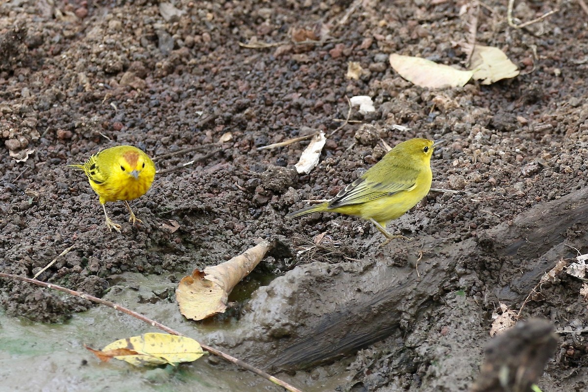 Yellow Warbler (Galapagos) - ML623992193