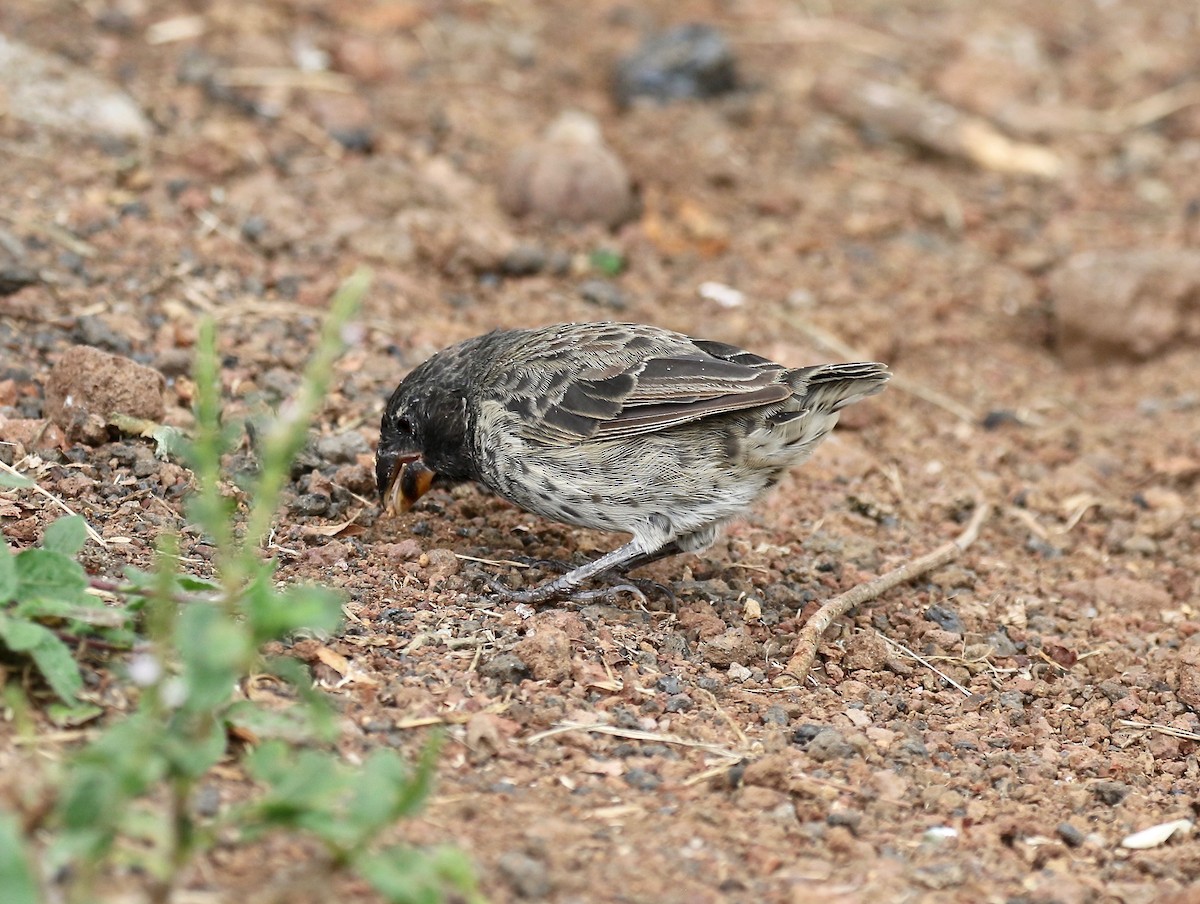 Medium Ground-Finch - ML623992210