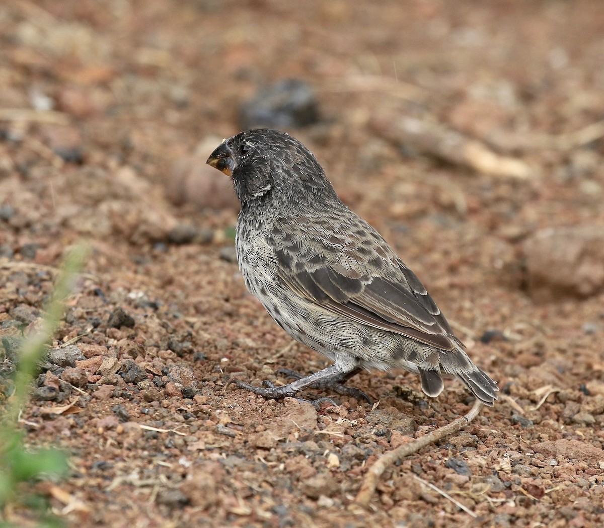 Medium Ground-Finch - ML623992213