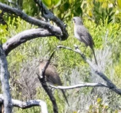 Bulbul du Cap - ML623992241