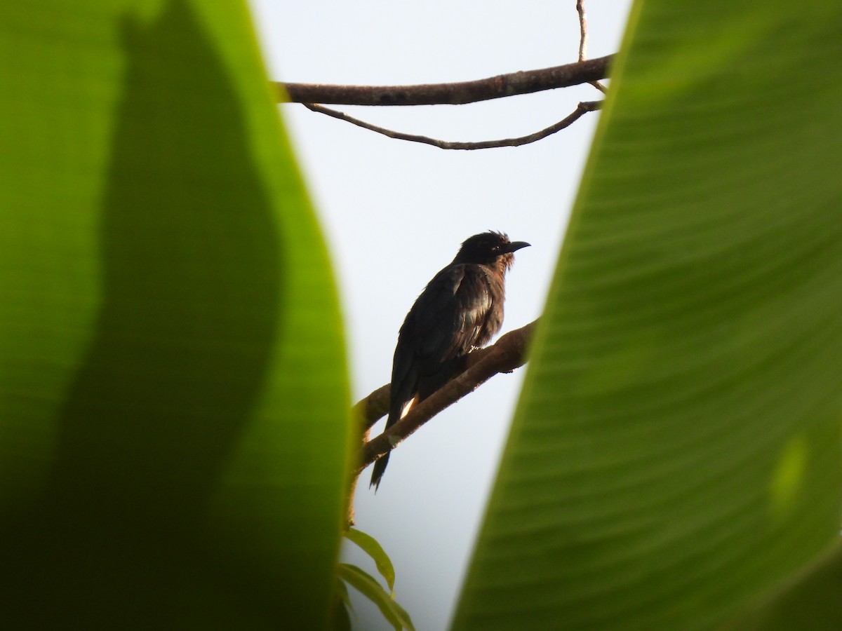 Square-tailed Drongo-Cuckoo - ML623992243