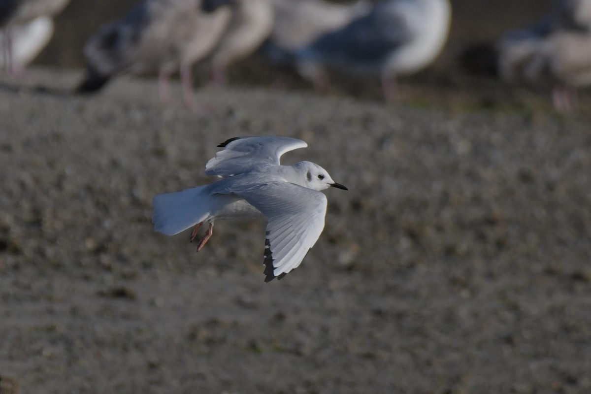 Bonaparte's Gull - ML623992250