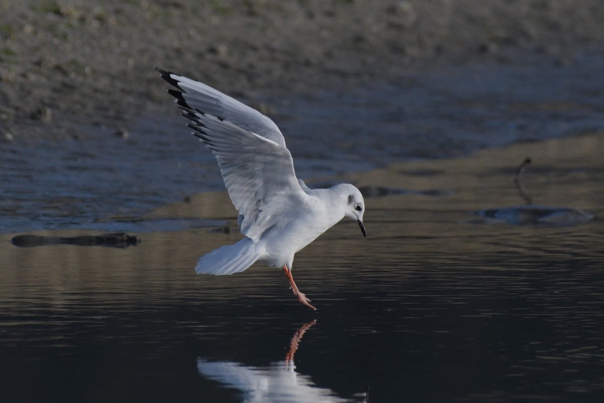 Bonaparte's Gull - ML623992251