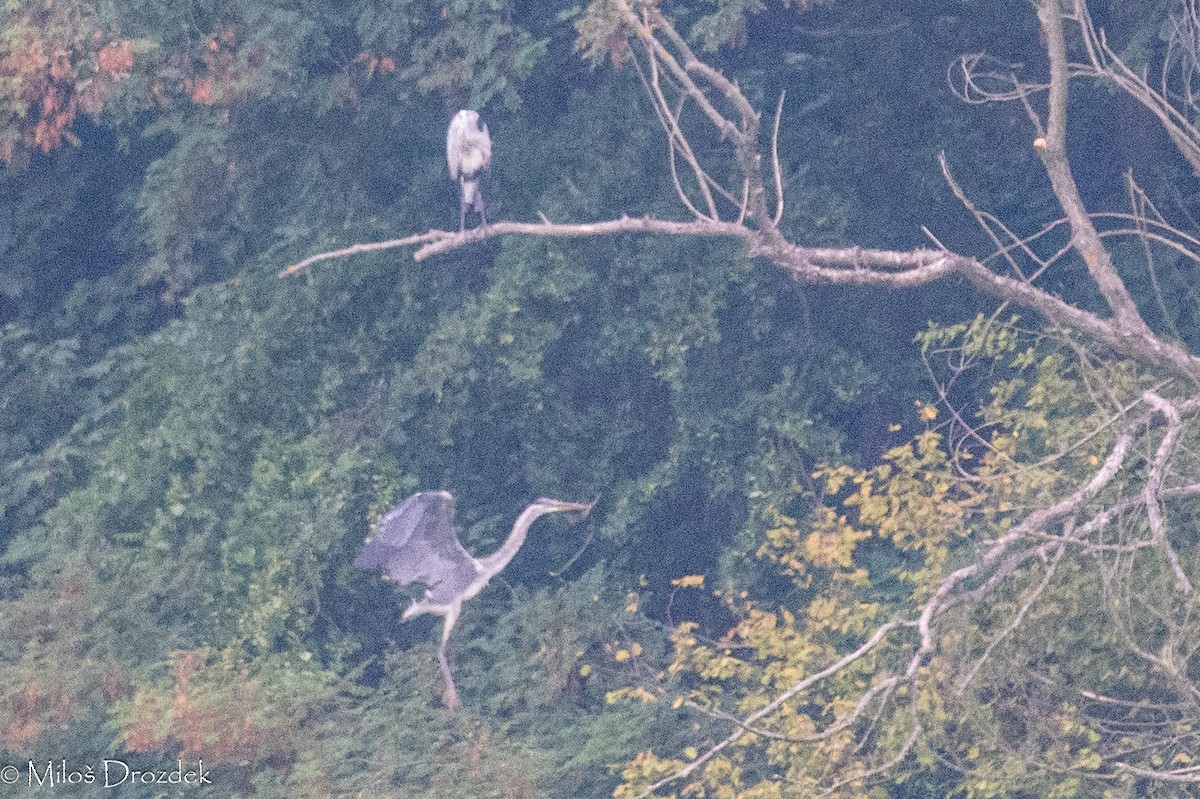 Gray Heron - ML623992287