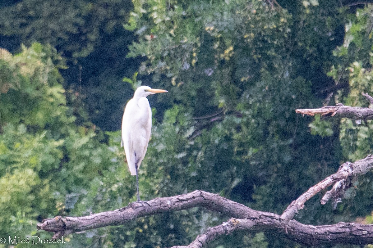 Great Egret - ML623992288