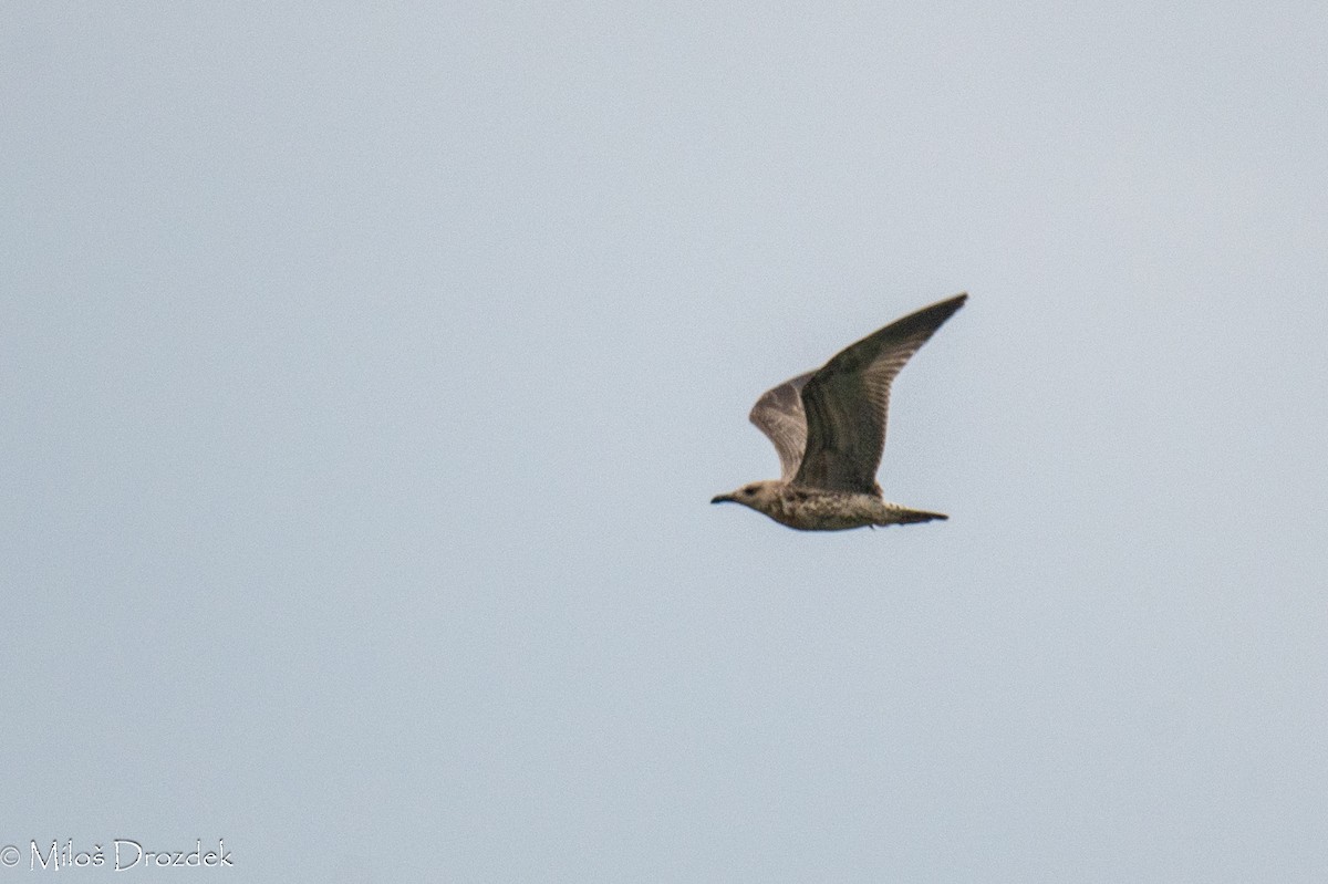 Caspian Gull - ML623992295