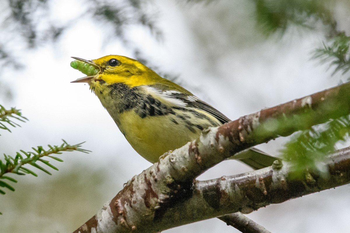 Black-throated Green Warbler - ML623992302