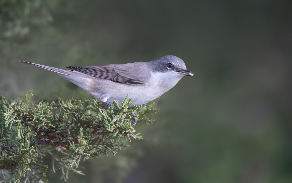 Lesser Whitethroat - ML623992310