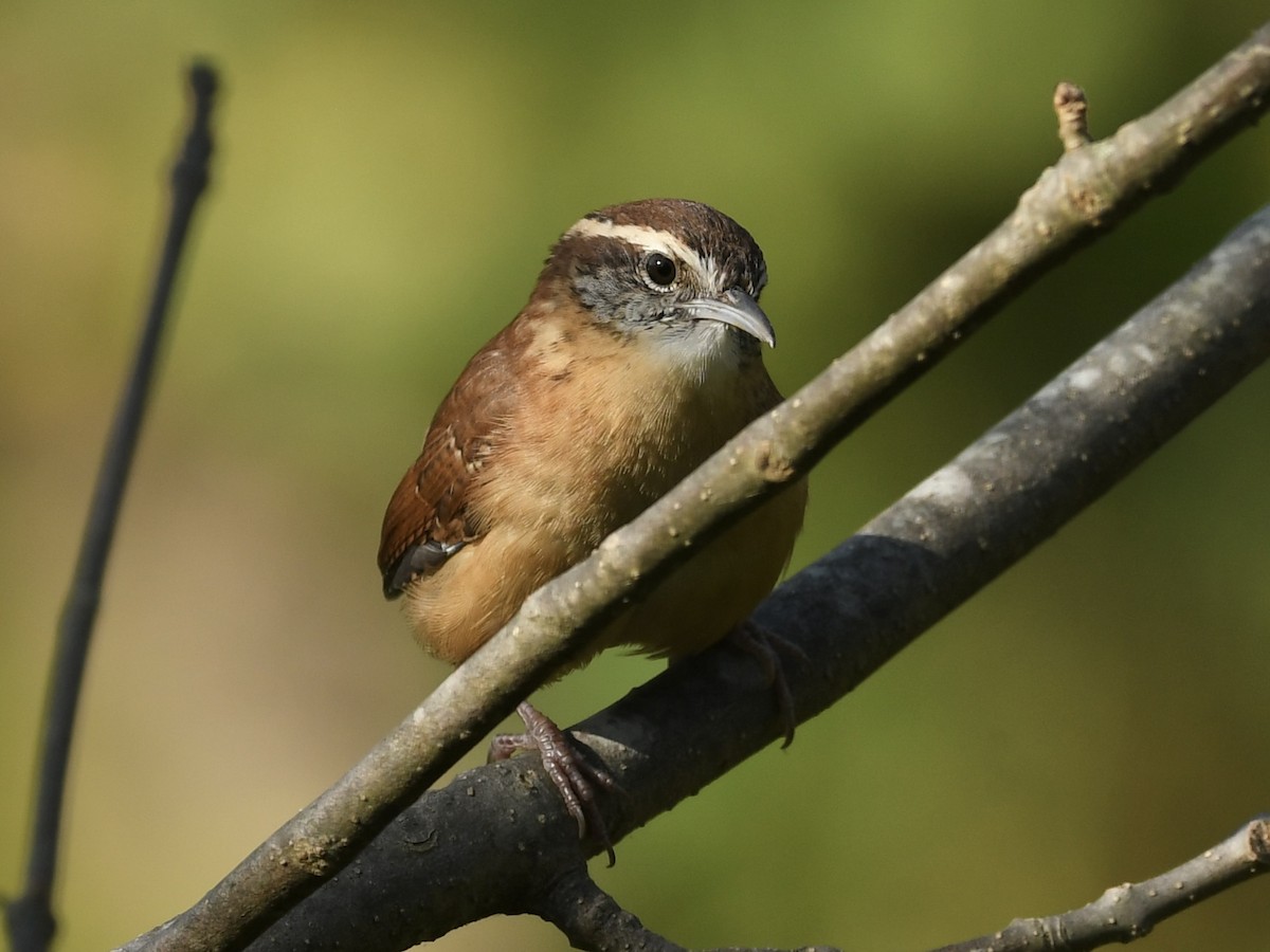 Carolina Wren - Kent Kleman