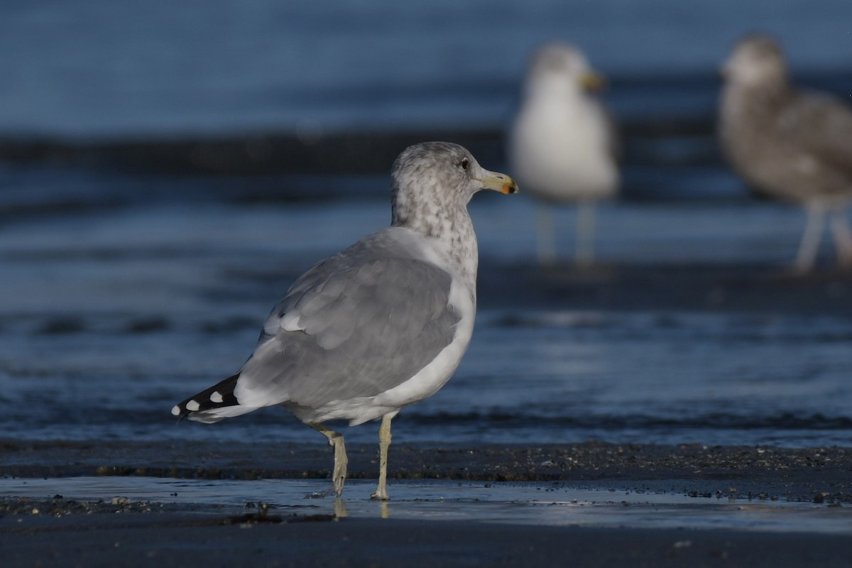 California Gull - Kelly Kirkpatrick