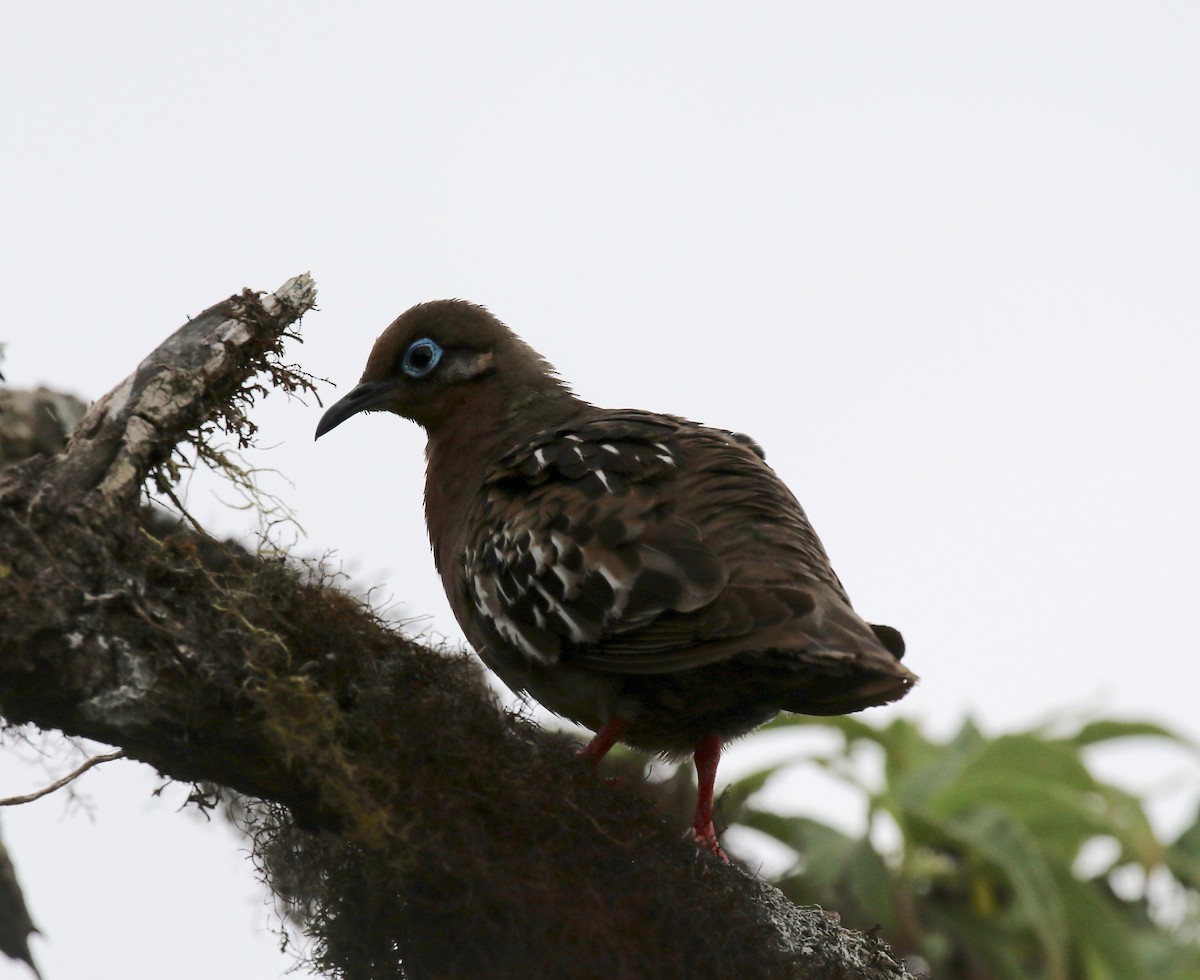 Galapagos Kumrusu - ML623992349