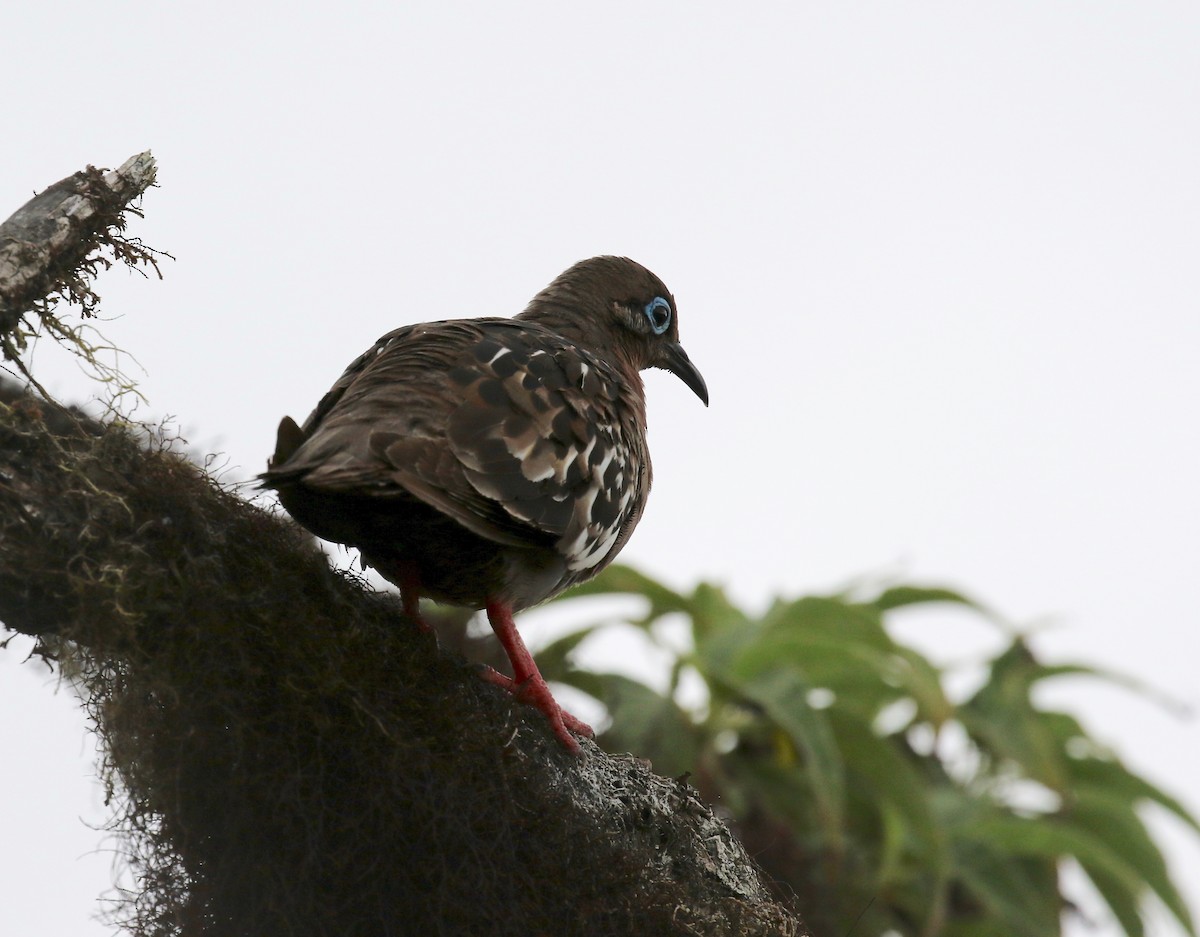 Galapagos Kumrusu - ML623992351