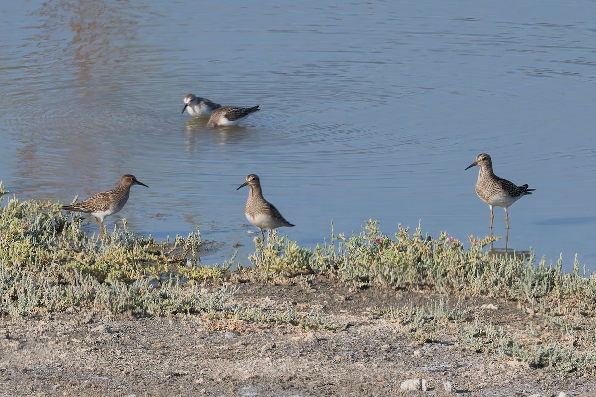 Pectoral Sandpiper - Adam Jackson