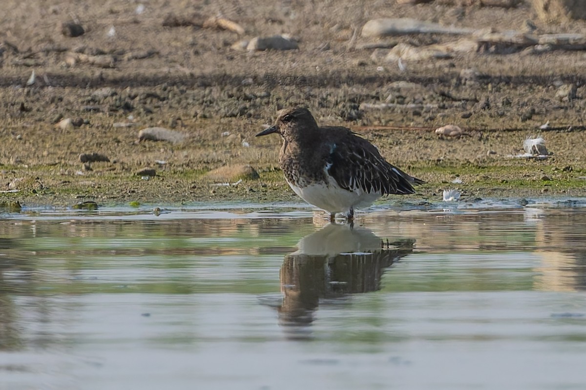 Black Turnstone - ML623992353