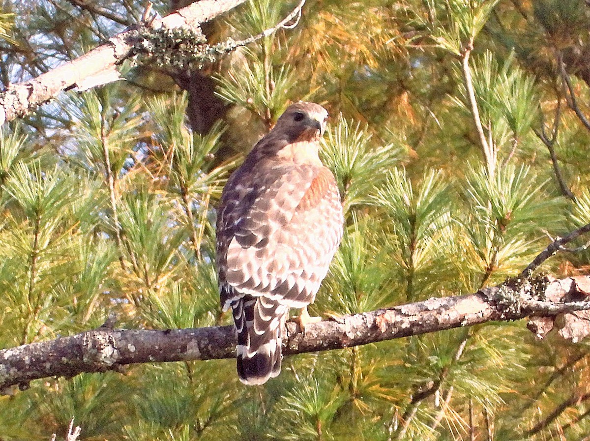 Red-shouldered Hawk - Doug Pfeiffer