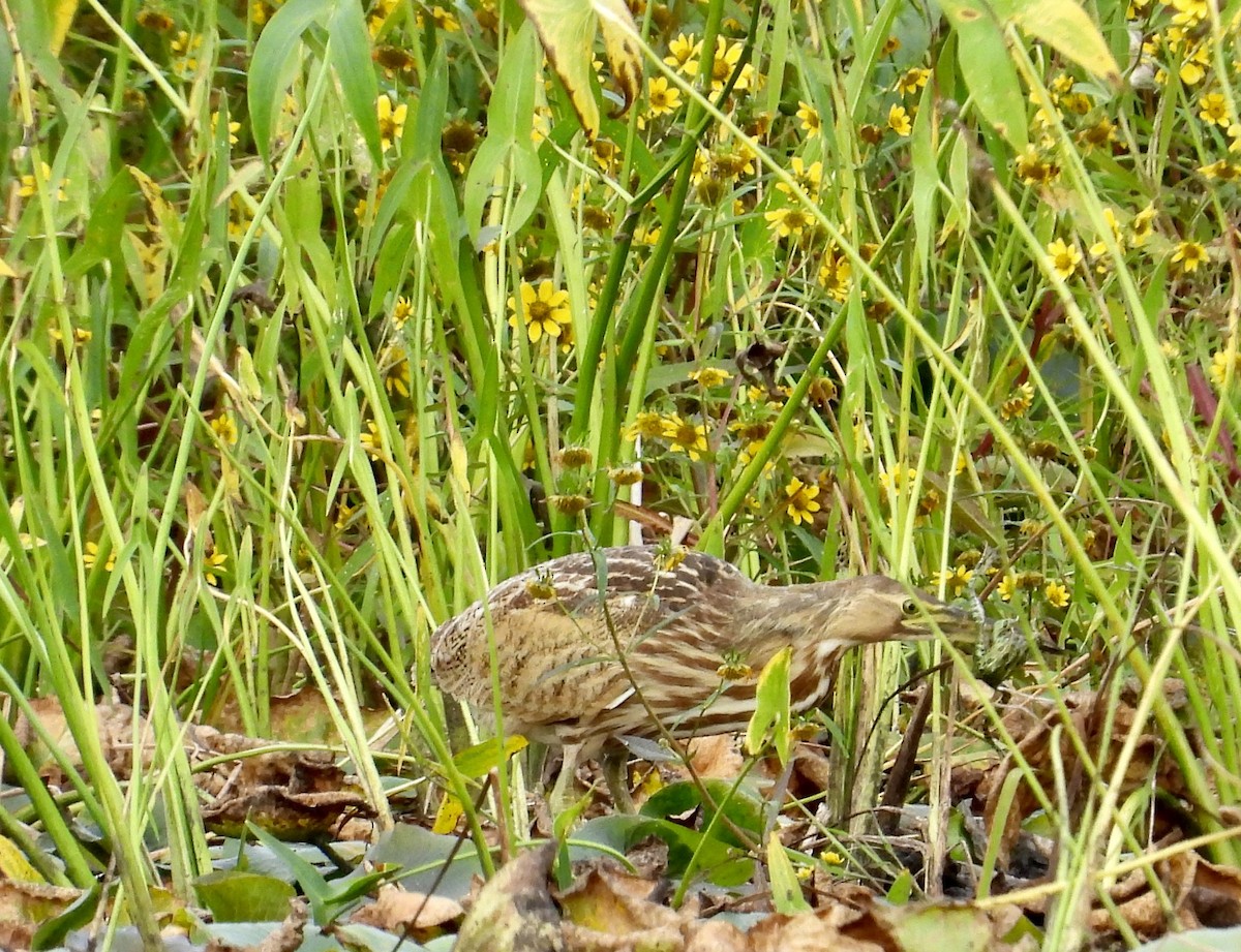 American Bittern - ML623992369