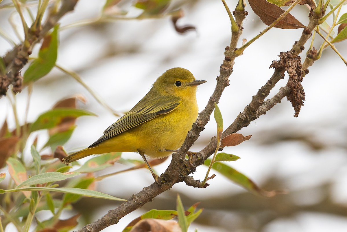 Yellow Warbler - ML623992387