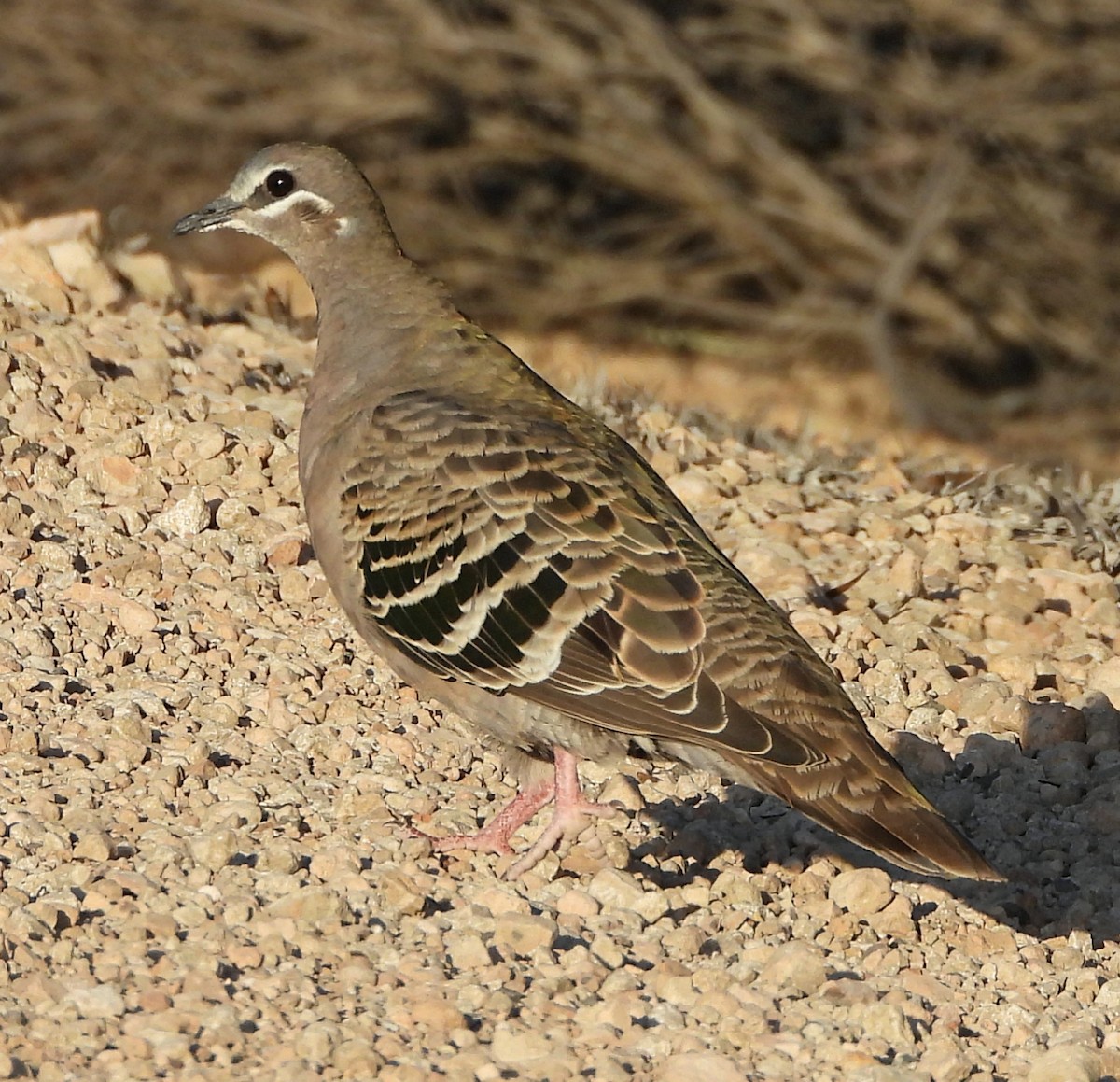 Common Bronzewing - Rodney van den Brink