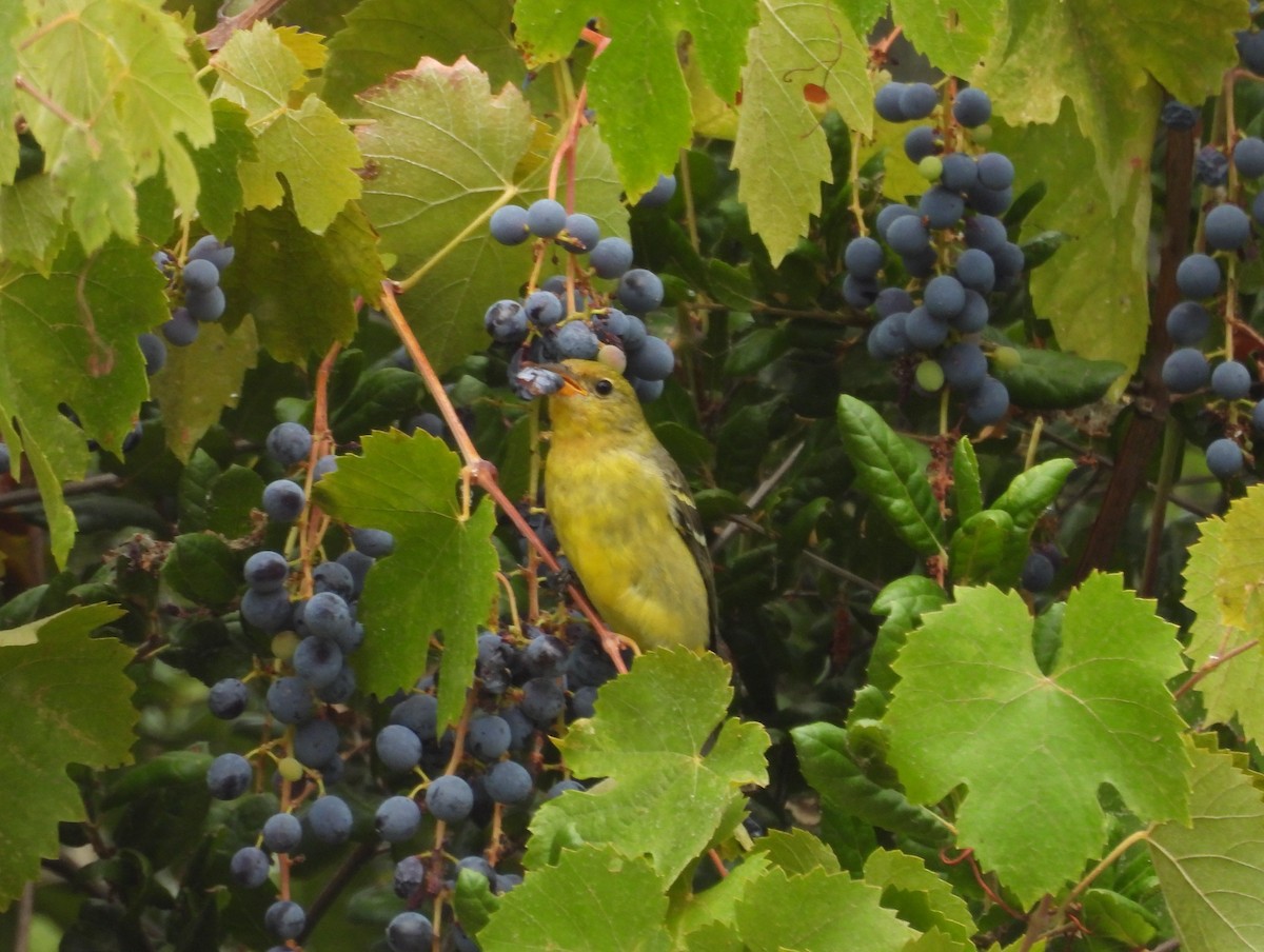 Western Tanager - ML623992395