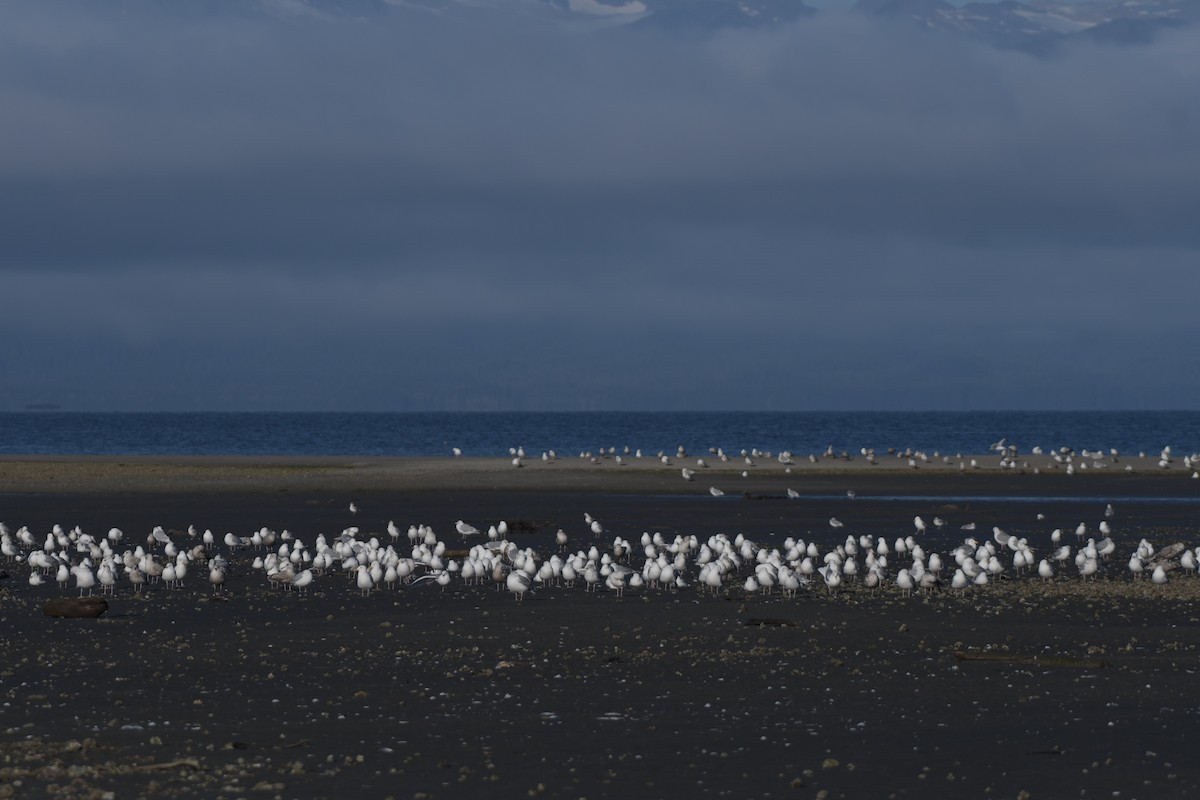 Iceland Gull (Thayer's) - ML623992404