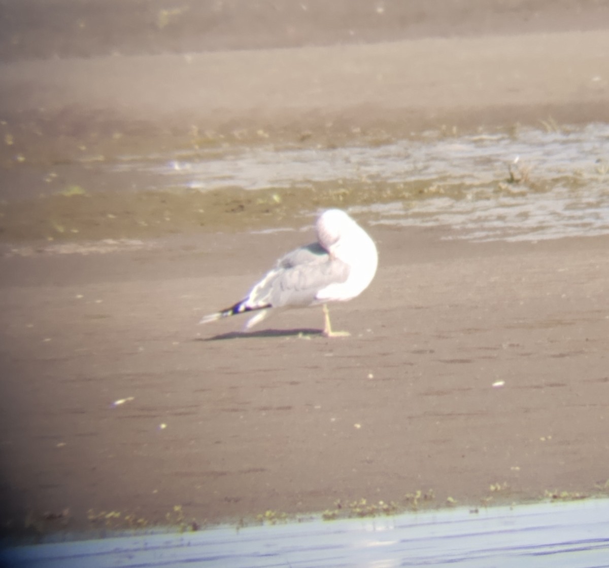 Short-billed Gull - Jeff Hayes