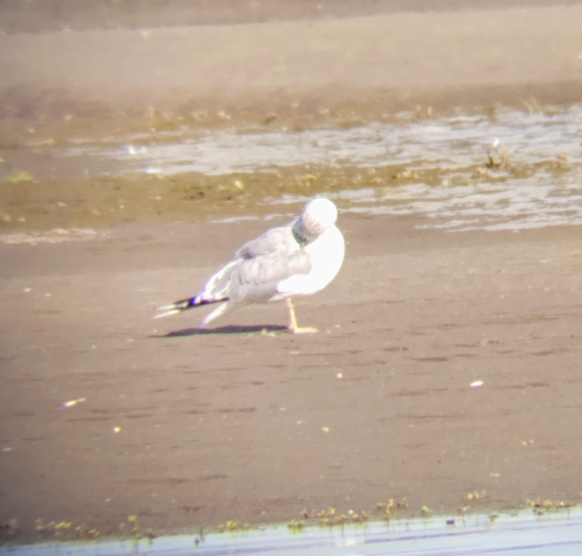 Short-billed Gull - ML623992406