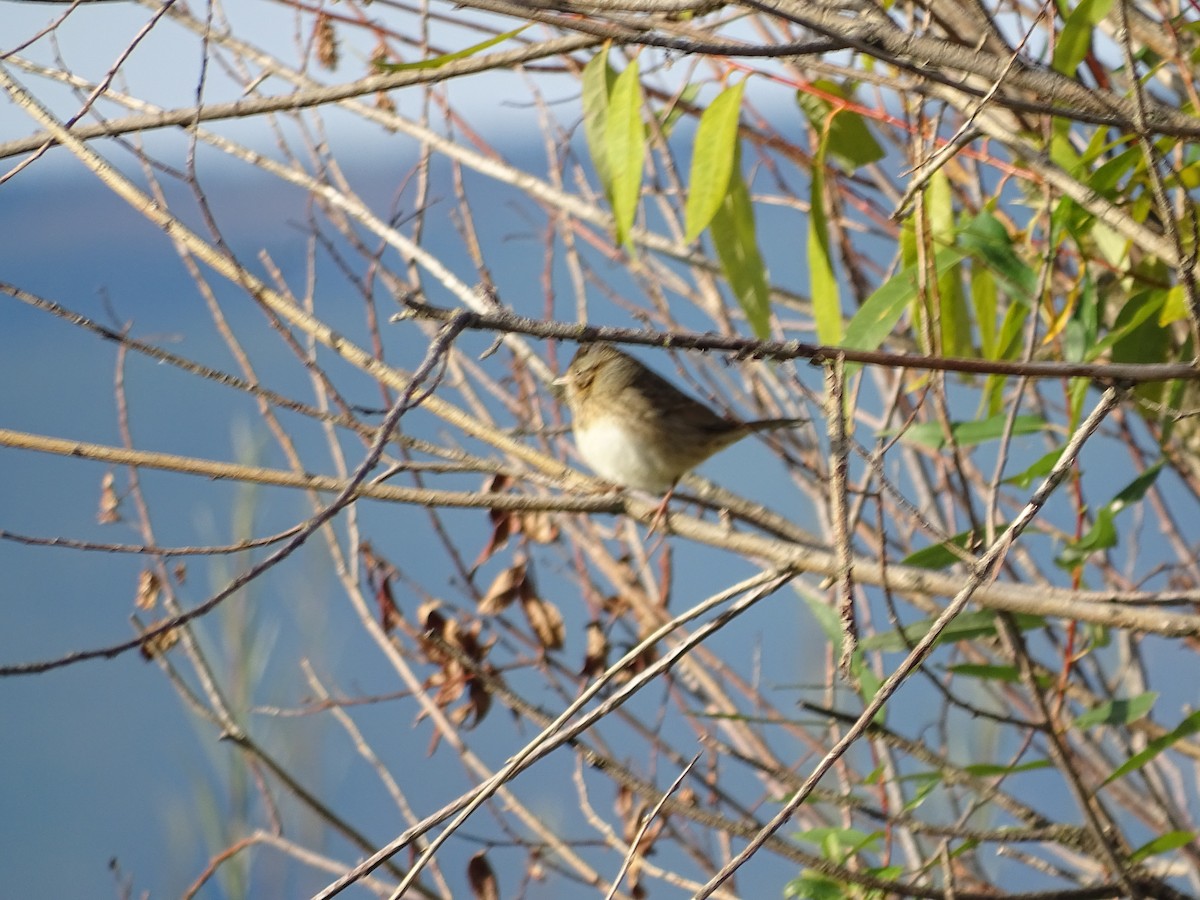 Common Yellowthroat - ML623992414