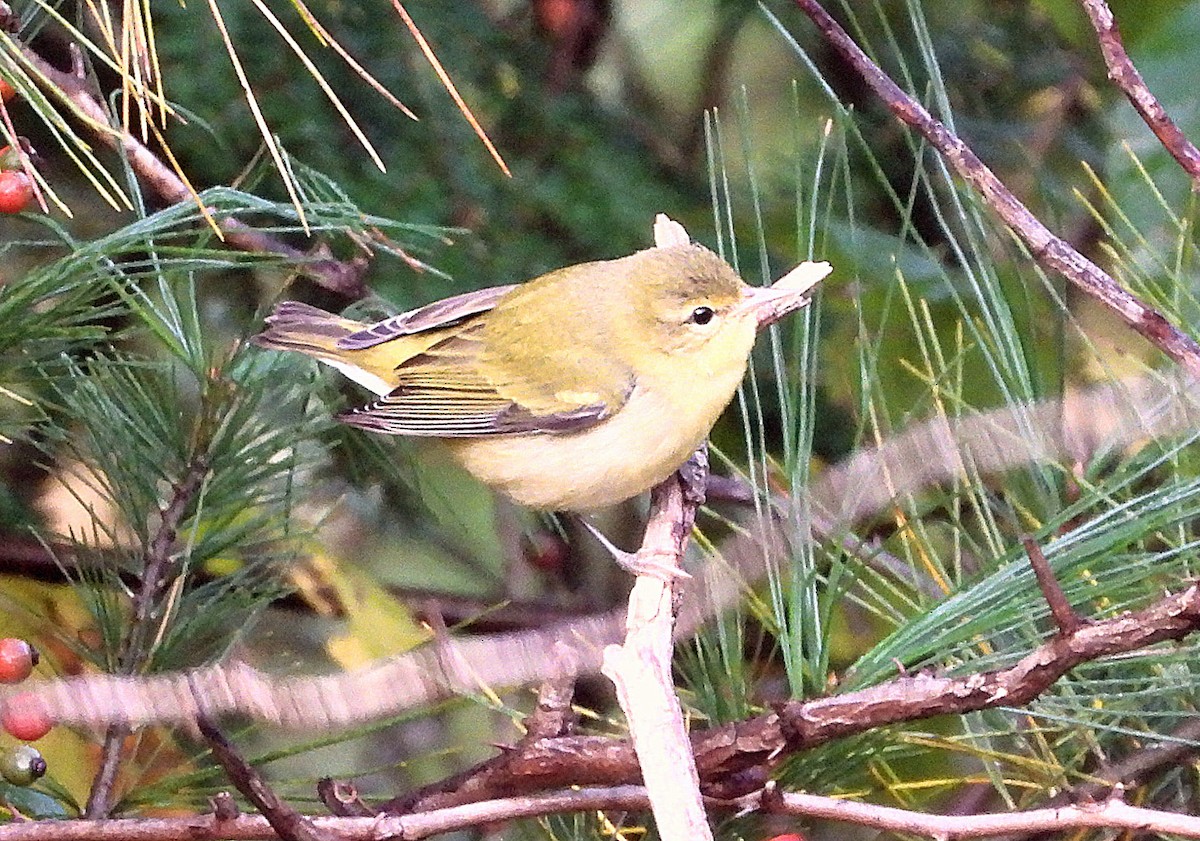 Tennessee Warbler - Doug Pfeiffer