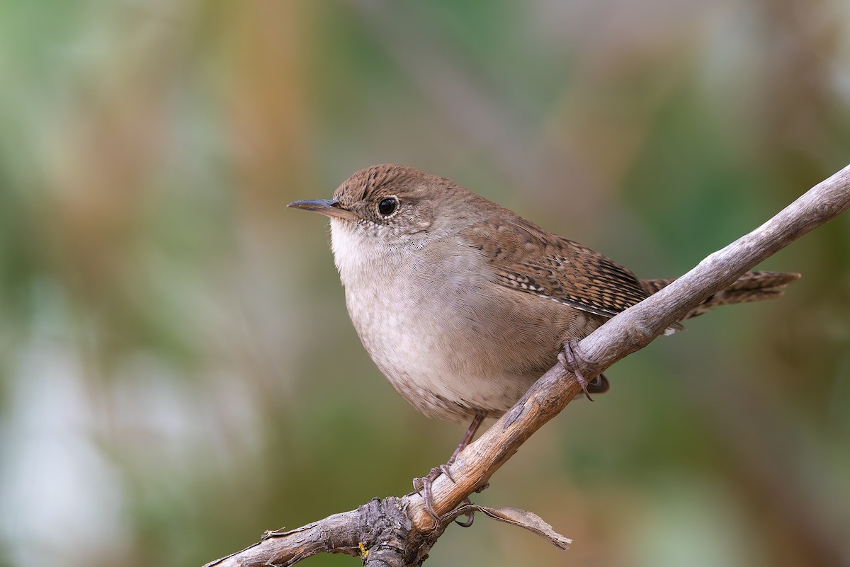 House Wren - ML623992424