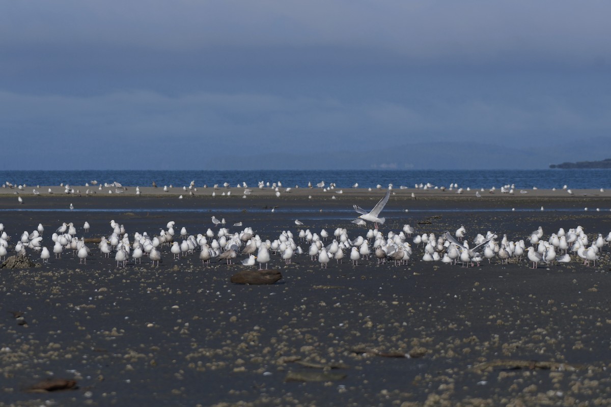 Iceland Gull (Thayer's) - ML623992435