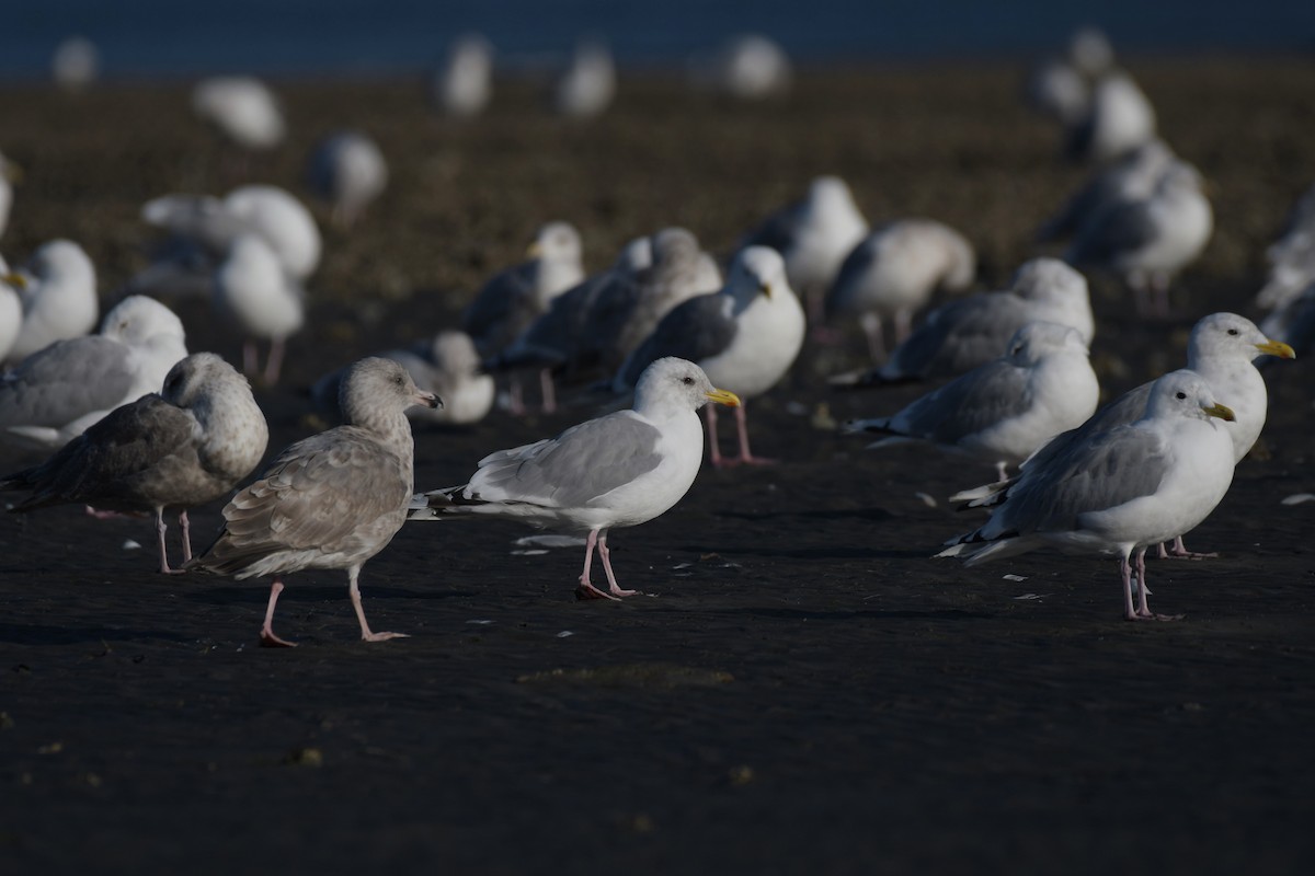 Iceland Gull (Thayer's) - ML623992461